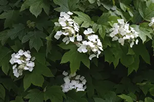 Uninhabited Garden Scene Drucke: Flowering white hydrangea, Germany