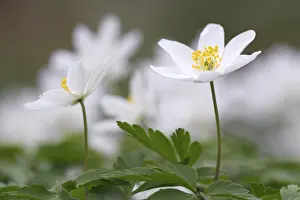 Wildflower Details Drucke: Flowering Wind Anemone in spring
