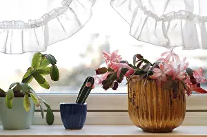 Ornamental Plant Details Drucke: Flowerpots in windowsill