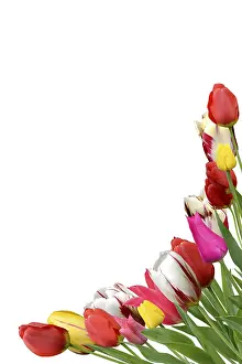 Deserted Tulips Drucke: Flowers 1042