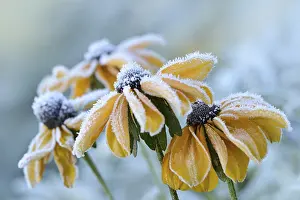 Snowy Landscape Photography Drucke: Flowers 256