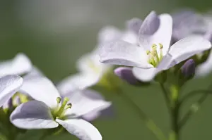 Spring Nature Photography Drucke: Flowers