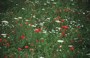 Nature Botany Photos Drucke: Flowers