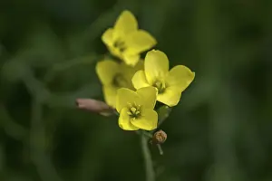 Deserted Blossom Field Drucke: Flowers of the annual wall-rocket (Diplotaxis muralis)