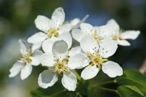 Apple Tree Blossoms Drucke: Flowers of apple tree blossoming in spring