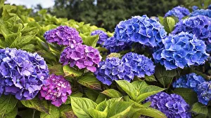 Pink Hydrangea Flowers Drucke: Flowers of a bigleaf hydrangea (Hydrangea macrophylla)