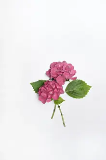 Hydrangea Macrophylla Drucke: Flowers of a Bigleaf Hydrangea (Hydrangea macrophylla)
