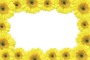 Light Colored Background Drucke: Flowers frame (gerbers)