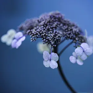 Deserted Garden Flowers Drucke: Flowers of a hydrangea, pink, close up
