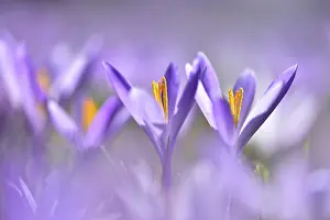 Delicate Spring Blossoms Drucke: Flowers of Spring crocus (Crocus vernus)