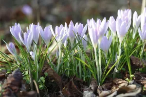 Spring Crocus Drucke: Flowers of the spring crocus (Crocus vernus)