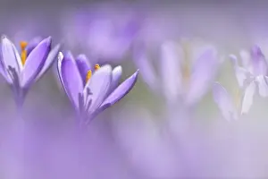 Spring Crocus Drucke: Flowers of Spring crocus (Crocus vernus)