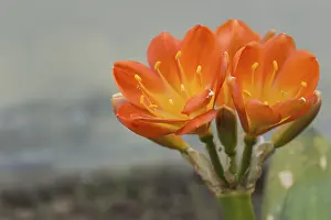 Decorative Plants Drucke: The flowers on succulent