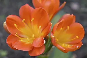 Payment Transaction Drucke: The flowers on succulent