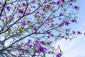 Springtime Nature Drucke: The flowers in the trees begin by spring