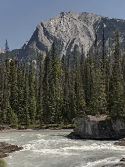 Mountain River Scenery Drucke: Flowing river surrounded by pine trees with a towering mountain in the background under a clear sky inside Yoho