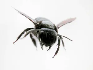 Pterygote Insect Portraits Drucke: Fly