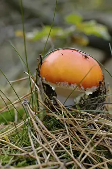 Fly Agaric Drucke: Fly agaric