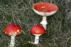 Amanita Strobiliformis Image Drucke: Fly agaric