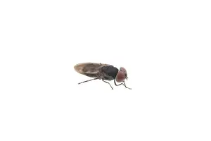 Pest Control Images Drucke: Fly isolated on a white background