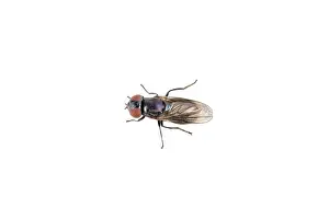 White Background Insect Drucke: Fly isolated on a white background