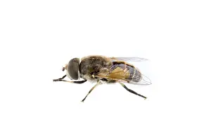 White Background Insect Drucke: Fly isolated on a white background