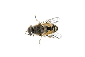 Wildlife Photography Studio Shots Drucke: Fly isolated on a white background