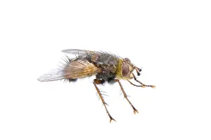 Wildlife Photography Flies Drucke: Fly isolated on a white background