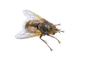 Studio Shot Insect Drucke: Fly isolated on a white background