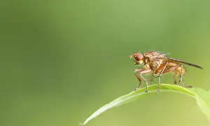 Deserted Natural Environment Images Drucke: Fly on a leaf closeup macro shot
