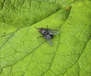 Outdoor Wildlife Photography Drucke: Fly on a leaf of a grass in a garden