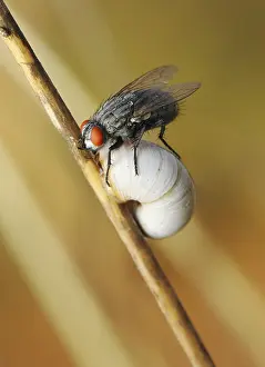 Andere Gastropoden Drucke: Eine Fliege sitzt auf der Schale eines Schnecken.