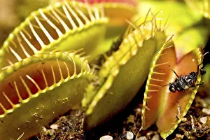 Botany Images Drucke: Fly in the Venus Flytrap (Dionaea muscipula)