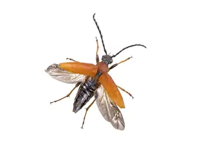 Bright Background Studio Photo Drucke: Flying beetle isolated on a white background