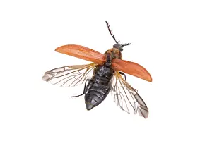 Wildlife Photography Studio Shots Drucke: Flying beetle isolated on a white background