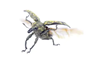 White Background Insect Drucke: Flying beetle isolated on a white background