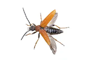 Studio Shot Of A Beetle Drucke: Flying beetle isolated on a white background