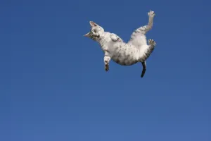 Drucke von Ein Katzenflug, der wie ein Traum aussieht. Mit einem eleganten Sprung durch die Luft, scheint diese Katze ihre Schwerkraft zu überwinden Verwandte Bilder Drucke: Fliegende Katze