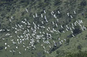 In Flight Bird Photos Drucke: Flying Cattle Egrets (Bubulcus ibis)