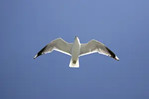 Wildlife Conservation Drucke: Flying Common Gull (Larus canus)