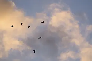 German Fauna And Flora Photos Drucke: Flying crows (Corvus corone) in the evening sky
