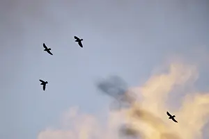 Corvus Corone Drucke: Flying crows (Corvus corone) in the evening sky