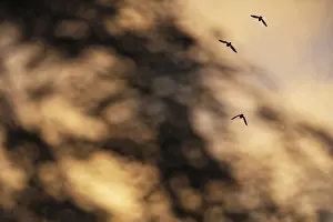 Corvids In Europe Drucke: Flying crows (Corvus corone) in the evening sky