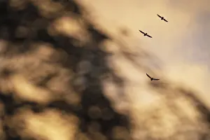 Corvus Corone Drucke: Flying crows (Corvus corone) in the evening sky
