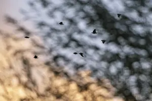Evening Sky Wildlife Drucke: Flying crows (Corvus corone) in the evening sky