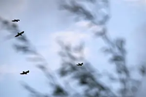 Corvids In Natural Habitat Drucke: Flying crows (Corvus corone), Kempen