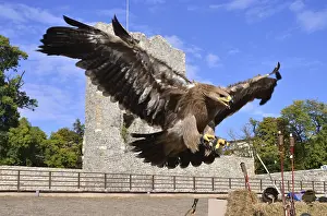 Raptor In Flight Photo Drucke: Flying hawk attack detail over natural background