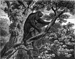 Drucke von Flugmaus aus der Epoche des Eozäns. Aus 'The World Before Man', antike Radierung, 1880 Koala Drucke: Fliegendes Lemur aus der Eozäne.