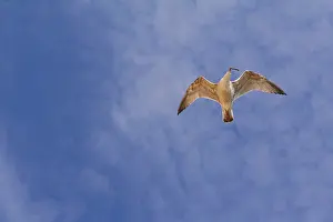 Seagull In Flight Drucke: Flying seagull