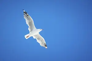 Water Birds Drucke: A flying seagull against a blue background